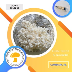 Commercial Coral Tooth Mushroom Liquid Culture