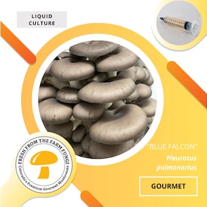 Blue Falcon Oyster Mushroom Liquid Culture