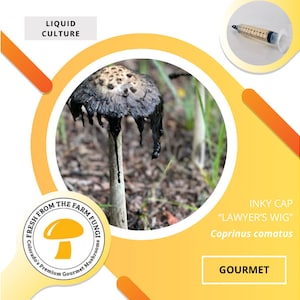 Inky Cap Mushroom Liquid Culture