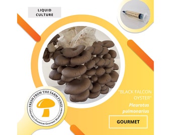 Black Falcon Oyster Mushroom Liquid Culture
