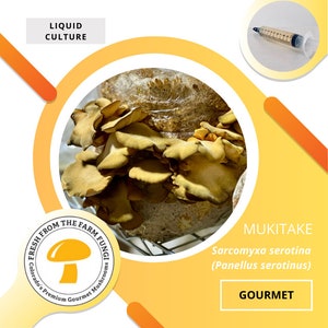 Mukitake Mushroom Liquid Culture