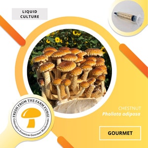 Chestnut Mushroom Liquid Culture