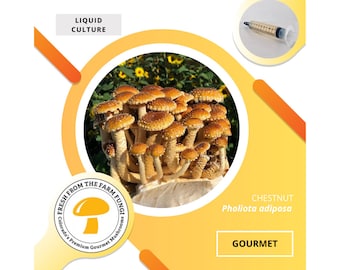 Culture liquide de champignons marrons