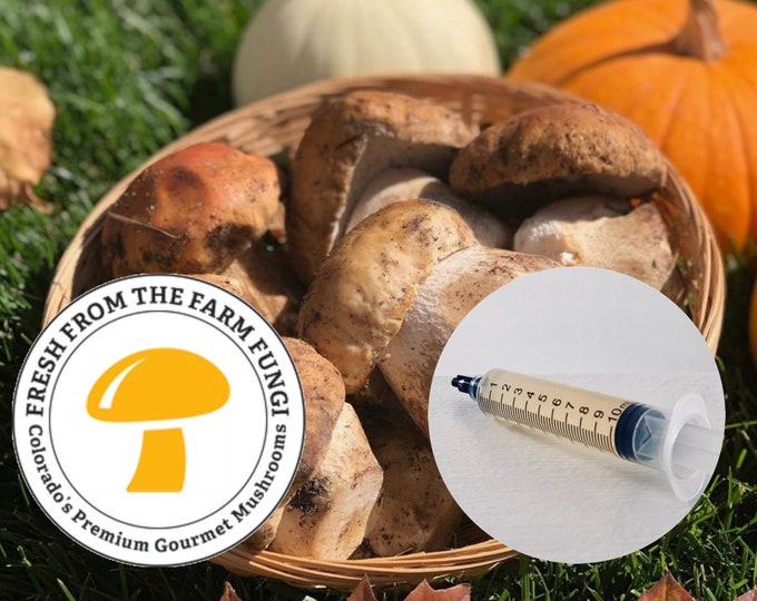 Wild Porcini Liquid Culture Etsy