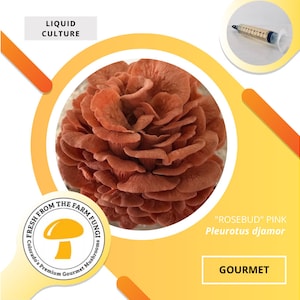 RoseBud Pink Oyster Mushroom Liquid Culture