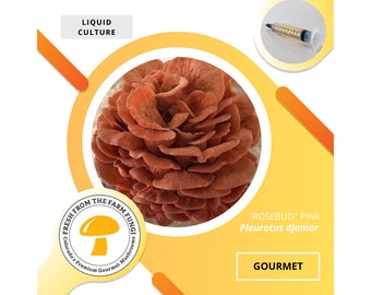 Culture liquide de pleurotes roses RoseBud