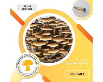 Culture liquide de champignons pioppini