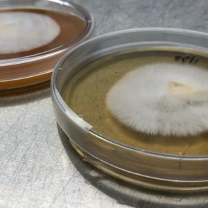 Mycelium Plate Culture  (FRESHLY MADE to ORDER)