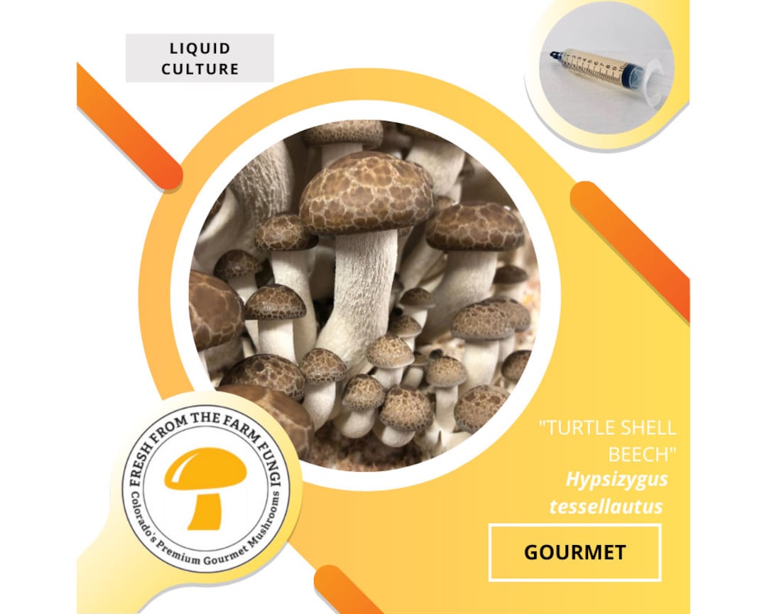 Turtle Shell Beech Mushroom Liquid Culture - Etsy