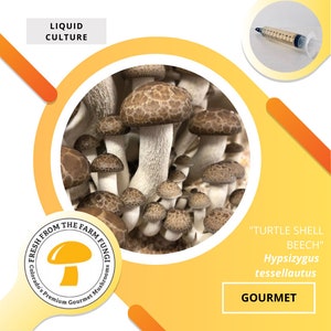 Turtle Shell Beech Mushroom Liquid Culture