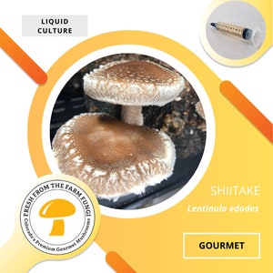 Shiitake Mushroom Liquid Culture
