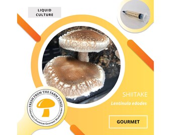 Shiitake Mushroom Liquid Culture