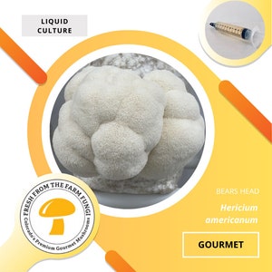 Bears Head Mushroom Liquid Culture