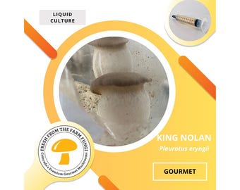 Cultivo líquido de hongo ostra trompeta King Nolan