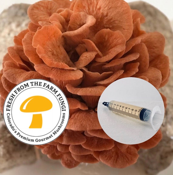 Featured image of post How to Make Pink Oyster Mushroom Mycelium