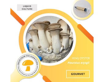 Culture liquide de pleurotes King Trumpet