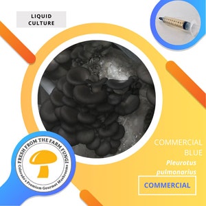 Commercial Blue Oyster Mushroom Liquid Culture