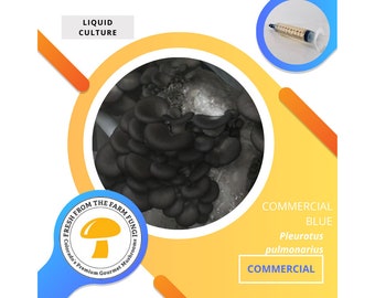 Culture liquide commerciale de pleurotes bleus