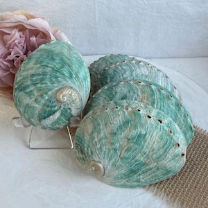 May include: Several iridescent, teal abalone shells with a swirling pattern and pearlescent sheen. Some shells are displayed on clear stands. A pink flower and burlap are in the background.