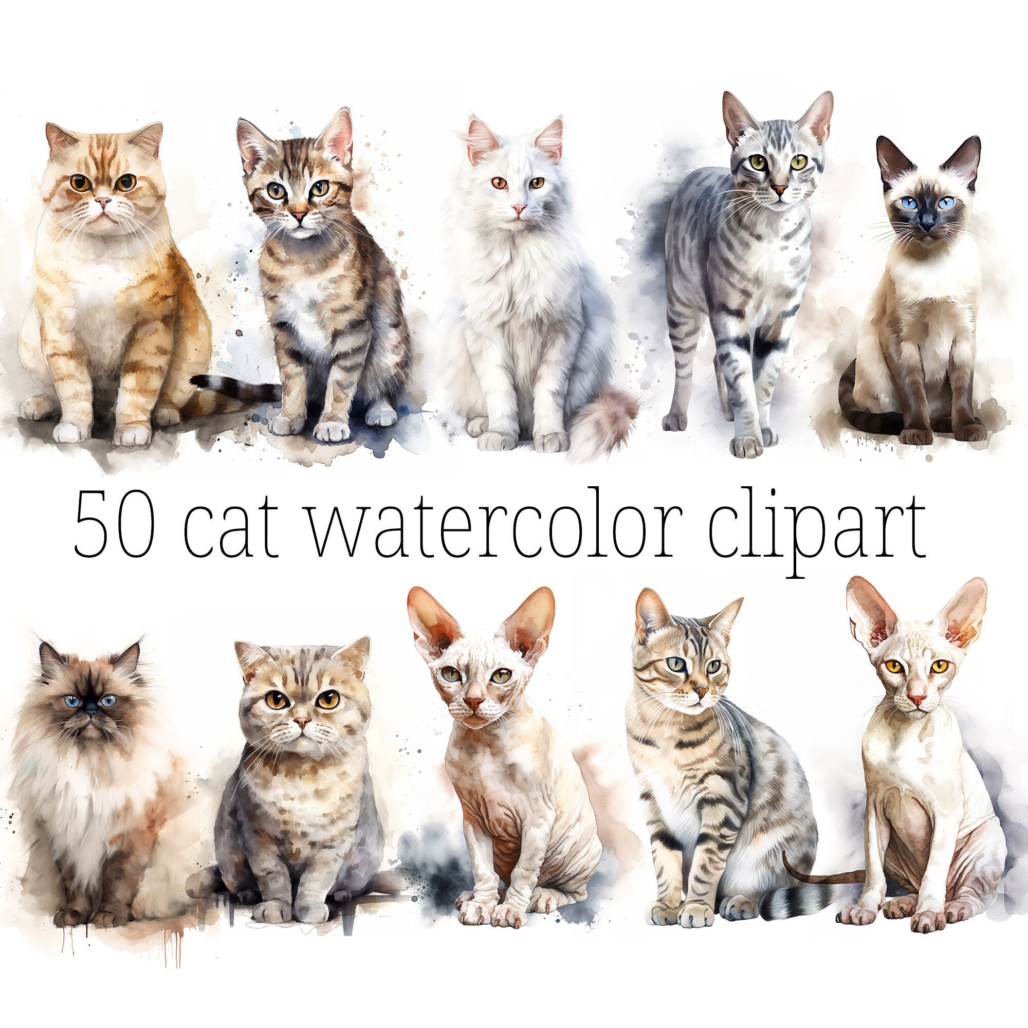 50 Watercolor Cat Clipart 30 Cat Breeds High Quality JPG - Etsy