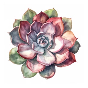 25 Sukkulenten Aquarell Clipart. Hochwertige JPGs, digitaler Download, kostenlos kommerzielle Nutzung, Kaktus Illustration, Grün
