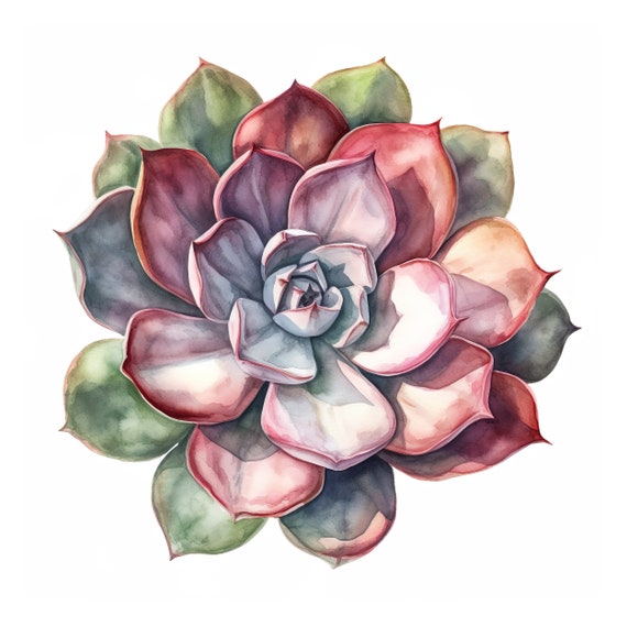 25 Watercolor Succulent Clipart. High Quality JPGs, Digital Download, Free Commercial use, Cactus illustration, Greenery