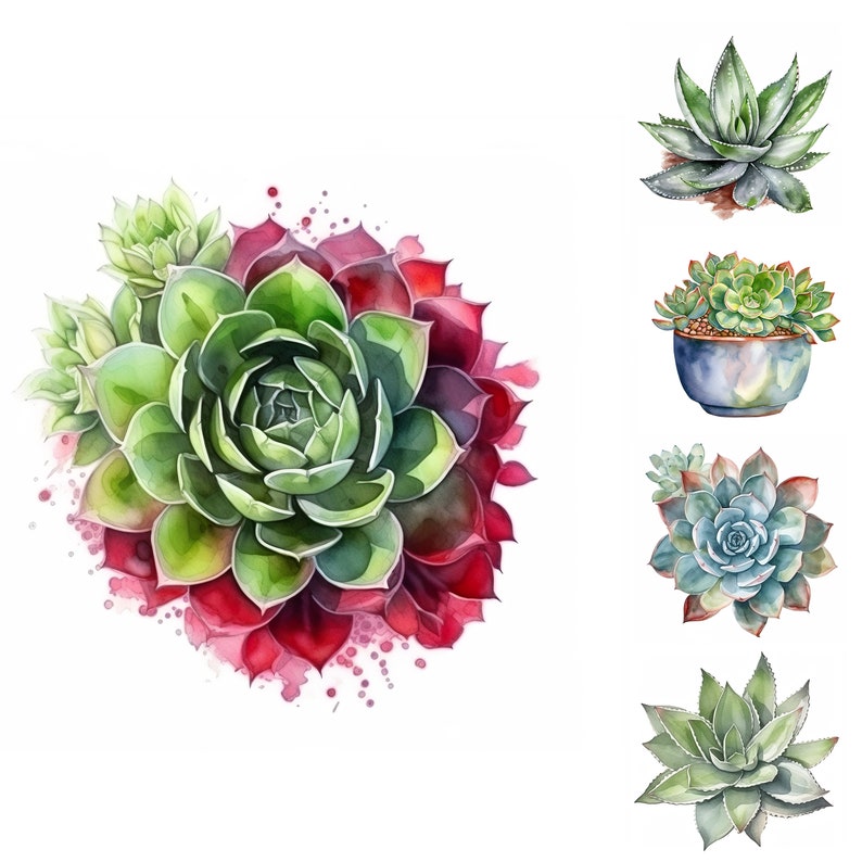 May include: Watercolor painting of five different succulents. The succulents are green, blue, and red. The painting is on a white background.