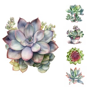 May include: A watercolor painting of a variety of succulents. The main succulent is a large, rosette-shaped plant with green, purple, and pink leaves. The other succulents are smaller and have different shapes and colors.