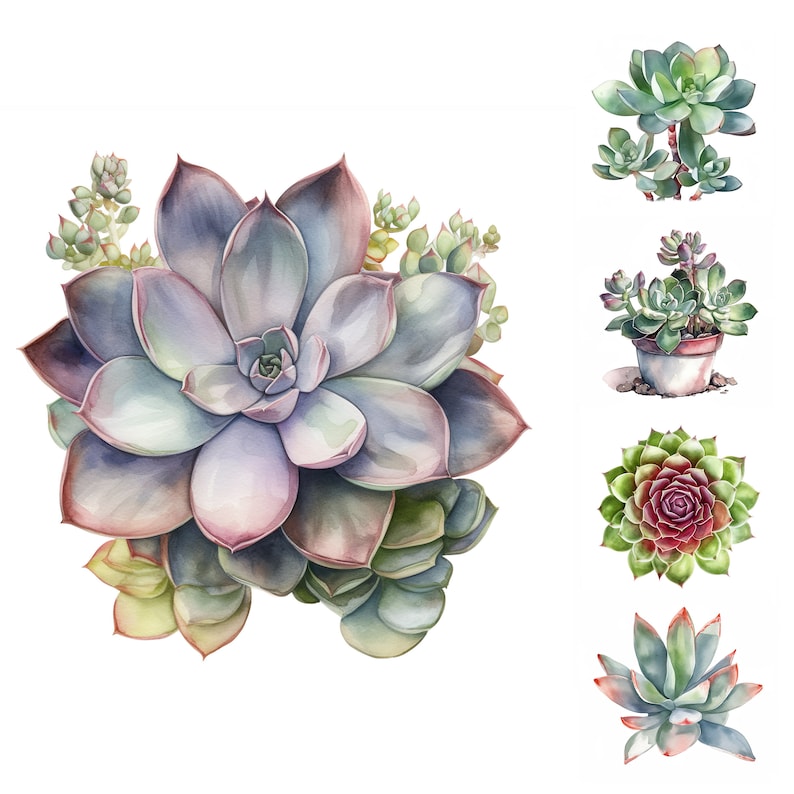 May include: A watercolor painting of a variety of succulents. The main succulent is a large, rosette-shaped plant with green, purple, and pink leaves. The other succulents are smaller and have different shapes and colors.