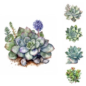 May include: A watercolor painting of a succulent plant arrangement with multiple varieties of succulents in shades of green, blue, and purple. The succulents are arranged in a cluster with small rocks and dirt around them.