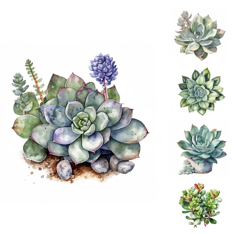 May include: A watercolor painting of a succulent plant arrangement with multiple varieties of succulents in shades of green, blue, and purple. The succulents are arranged in a cluster with small rocks and dirt around them.