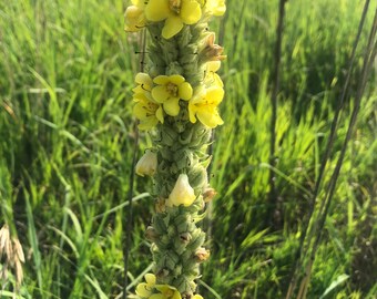 Knoflook Tinctuur Etsy