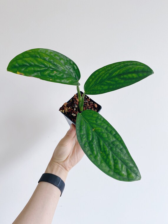 Monstera Peru Rooted Cutting Monstera Karstenianum Us Seller Etsy