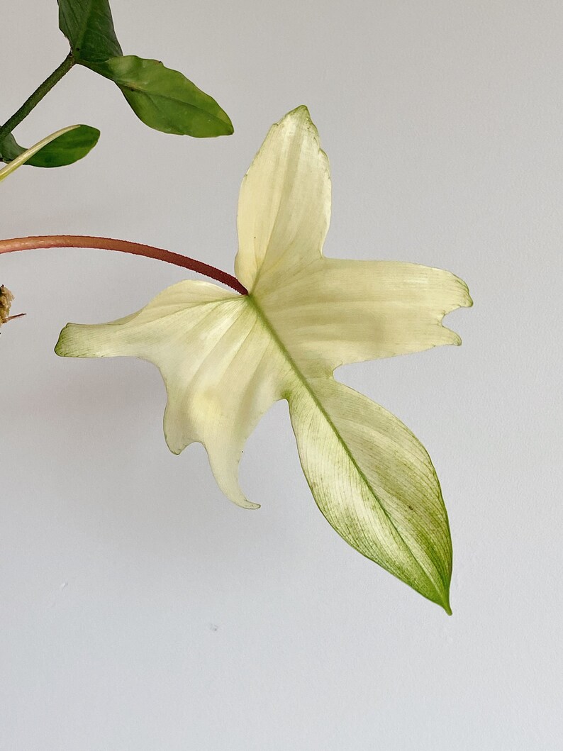 Philodendron Florida Ghost Albo Mint US SELLER Etsy