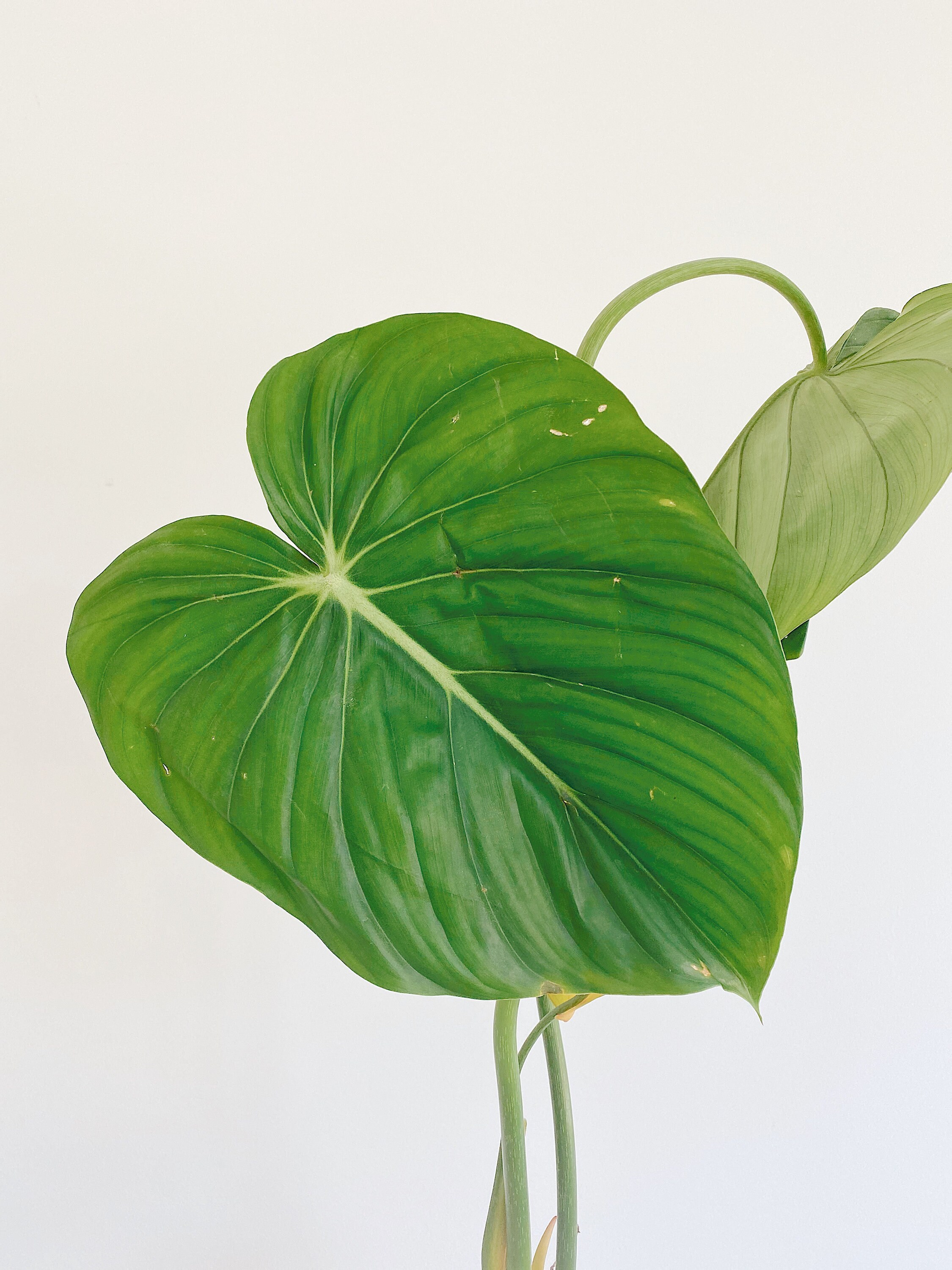 Us Seller Philodendron Pastazanum Plant Etsy Singapore