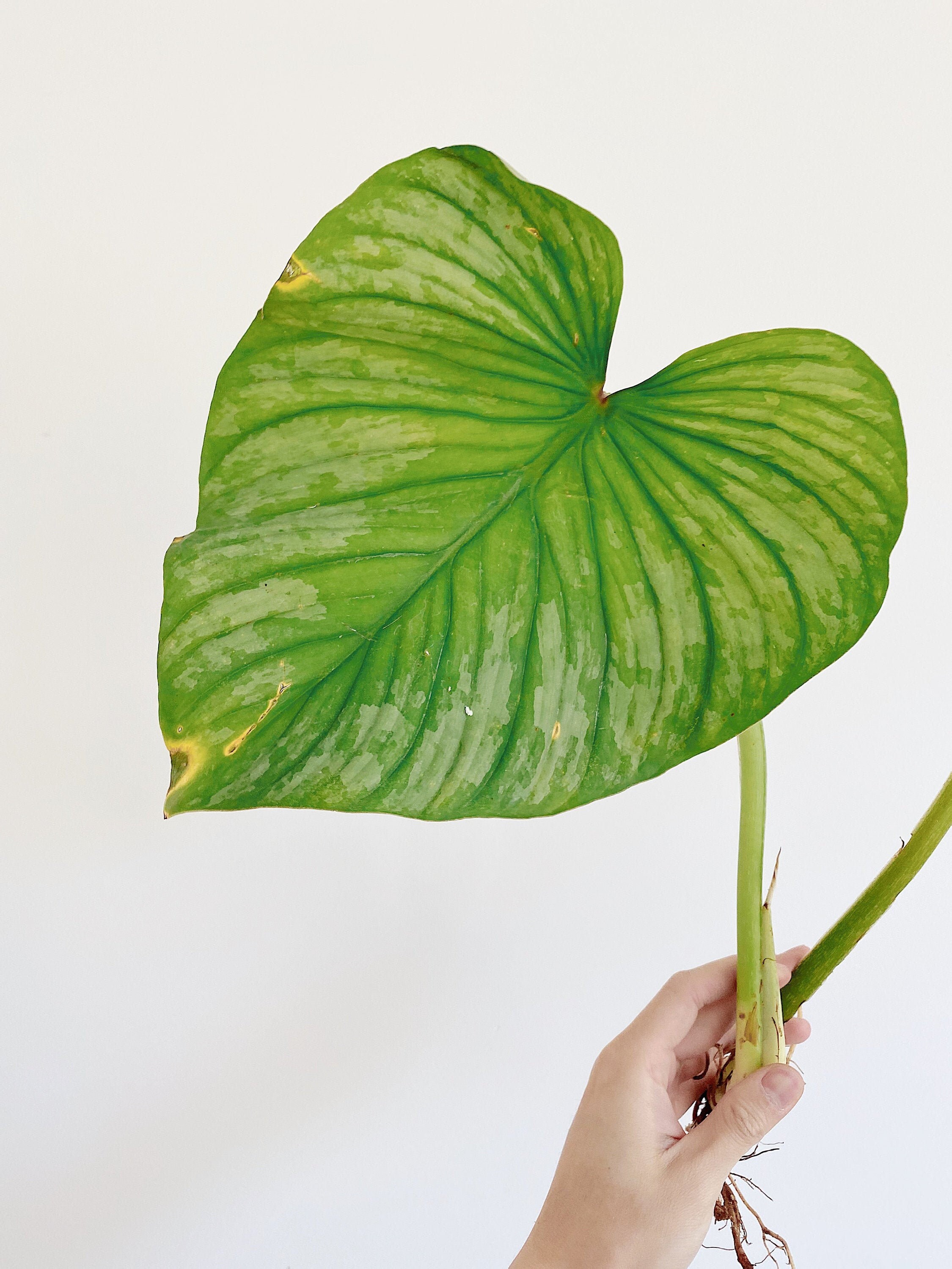Us Seller Philodendron Plowmanii Mamei Hybrid Plant Etsy Singapore