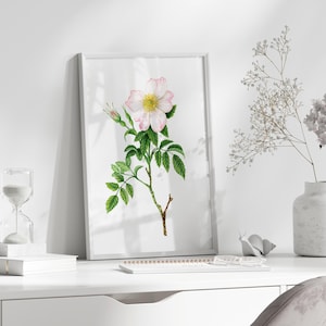 Impresión artística de rosa silvestre, arte de pared con flores de primavera, decoración floral en acuarela, pintura de rosa silvestre, arte botánico rosa y blanco, póster de rosa silvestre