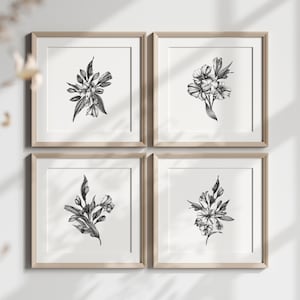 Conjunto de 4 láminas florales en blanco y negro, arte mural botánico lineal, ilustraciones de alstroemerias, pósteres florales monocromáticos para decoración del hogar.
