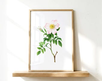 Pink Dog Rose Watercolor Art Print: Spring Floral Wall Decor