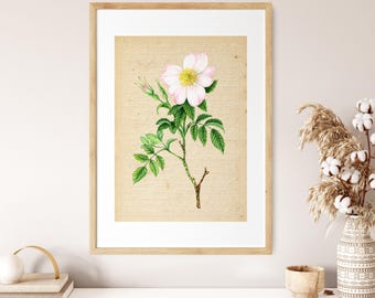 Vintage Dog Rose Art Print: Antique Botanical Illustration