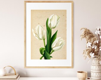 Vintage White Tulips Art Print: Elegancka ilustracja botaniczna