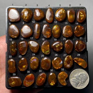 May include: A selection of polished agate gemstones in a black tray, showcasing diverse shapes and sizes. The stones display warm brown, orange, and gold tones, with distinctive patterns and textures. A coin is included for scale.