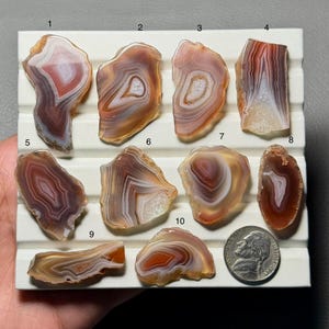 May include: A collection of ten polished agate slices in shades of brown, orange, and white, displayed on a white tray. The slices vary in shape and size, showcasing natural banding patterns. A US nickel coin is included for size reference.