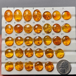 Puede incluir: Una colección de 32 piedras de ámbar de varias formas y tamaños, desde ovaladas hasta redondas. Las piedras de ámbar son de un color amarillo-naranja cálido y translúcido, algunas con inclusiones. Se incluye una moneda para referencia de tamaño.
