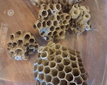 Natural Wasp Nest, Real Paper Wasp Nest, Nature Specimen, Rustic Decor, Natural History Display, Homeschool Science, Curiosity Cabinet I#WNE