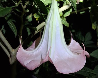 10 Pink Peach Angel Trumpet Cuttings, Fragrant Brugmansia