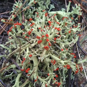 British soldier lichen, Red soldier Lichen, Terrarium, vivarium, live plant, sustainably harvested to order.