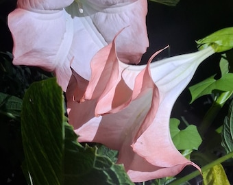 2 Pink Peach Angel Trumpet Cutting | Brugmansia | Huge Fragrant Blooms | Easy to Root