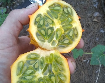 Kiwano Melon seeds! Aka African horn melon. Fun to grow vine crop, easy, fruit like lime jello, novelty, unique, deer resistant, hardy plant