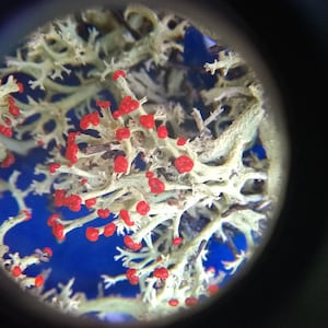 British soldier lichen, red soldier lichen, Terrarium, Fairy Garden,  live plant, vivarium, harvested to order.